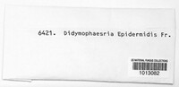 Didymosphaeria epidermidis image